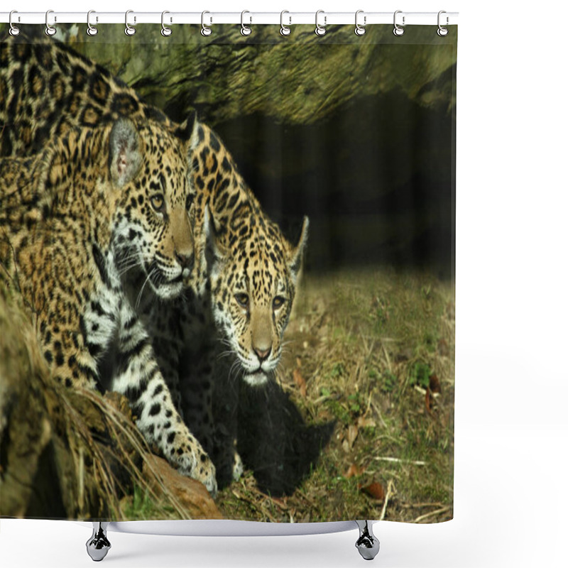 Personality  Jaguar Hunter Big Cat, Wild Animal Shower Curtains