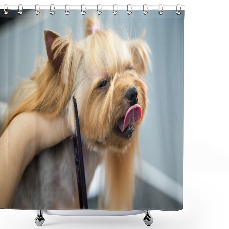 Personality  Female Groomer Haircut Yorkshire Terrier On The Table For Grooming In The Beauty Salon For Dogs. Toned Image. Process Of Final Shearing Of A Dogs Hair With Scissors. Shower Curtains