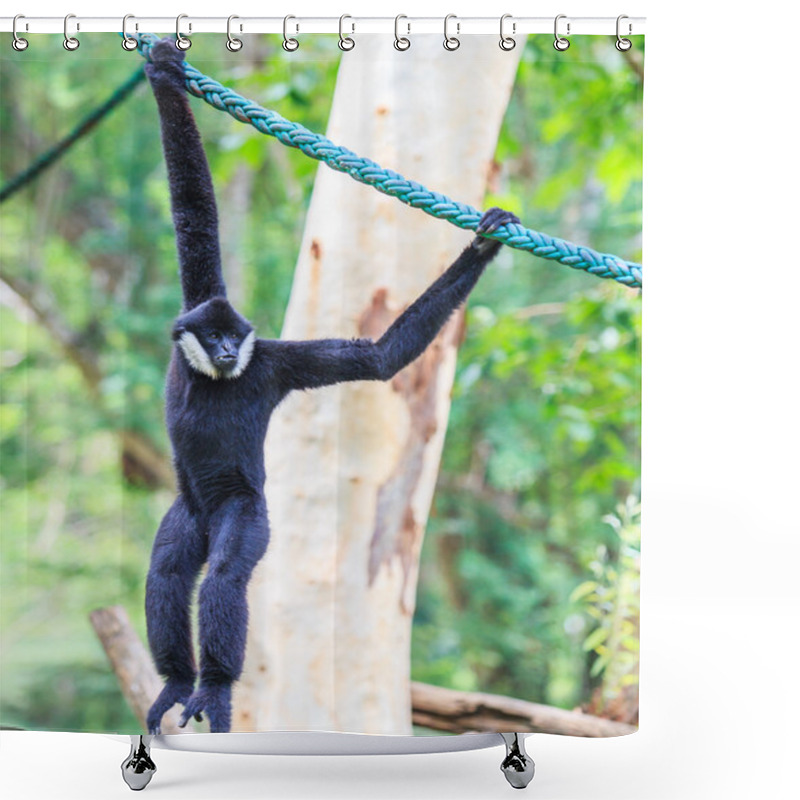 Personality  White Cheeked Gibbon Shower Curtains