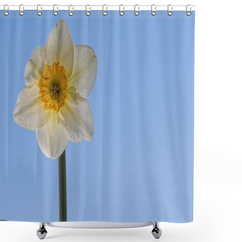 Personality  Flower, Narcissus, Close-up Narcissus Bloom. Shower Curtains