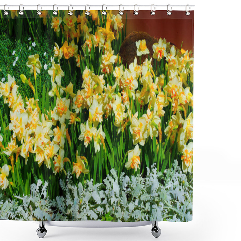 Personality  Beautiful Display Of Yellow Daffodils Surrounded By Green Foliage And White Plants In A Garden Setting. Shower Curtains