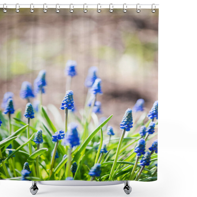 Personality  Muscari Flowers In Spring Garden Shower Curtains