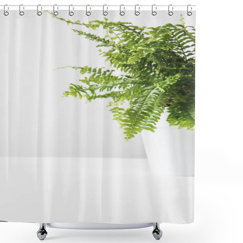 Personality  Close-up View Of Beautiful Green Potted Fern On White  Shower Curtains