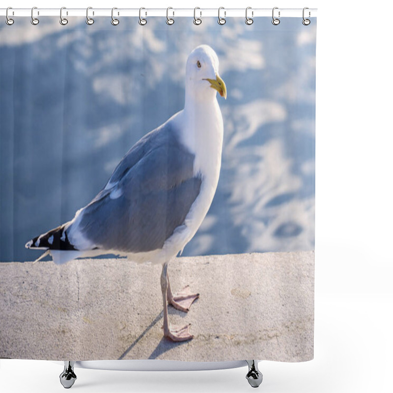 Personality  Close-up Of European Herring Gull At Sea Port Shower Curtains