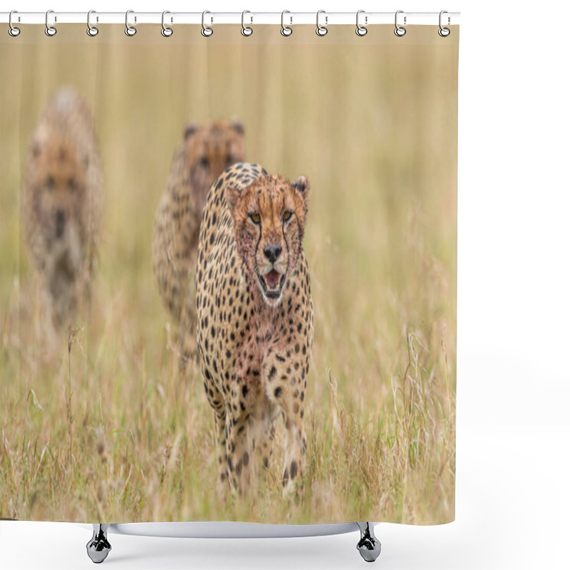 Personality  Cheetah In Masai Mara National Reserve Shower Curtains