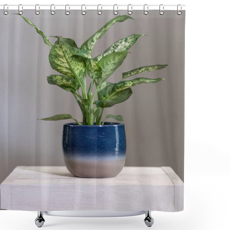 Personality  Dieffenbachia Dumb Canes Plant In Blue Pot Shower Curtains