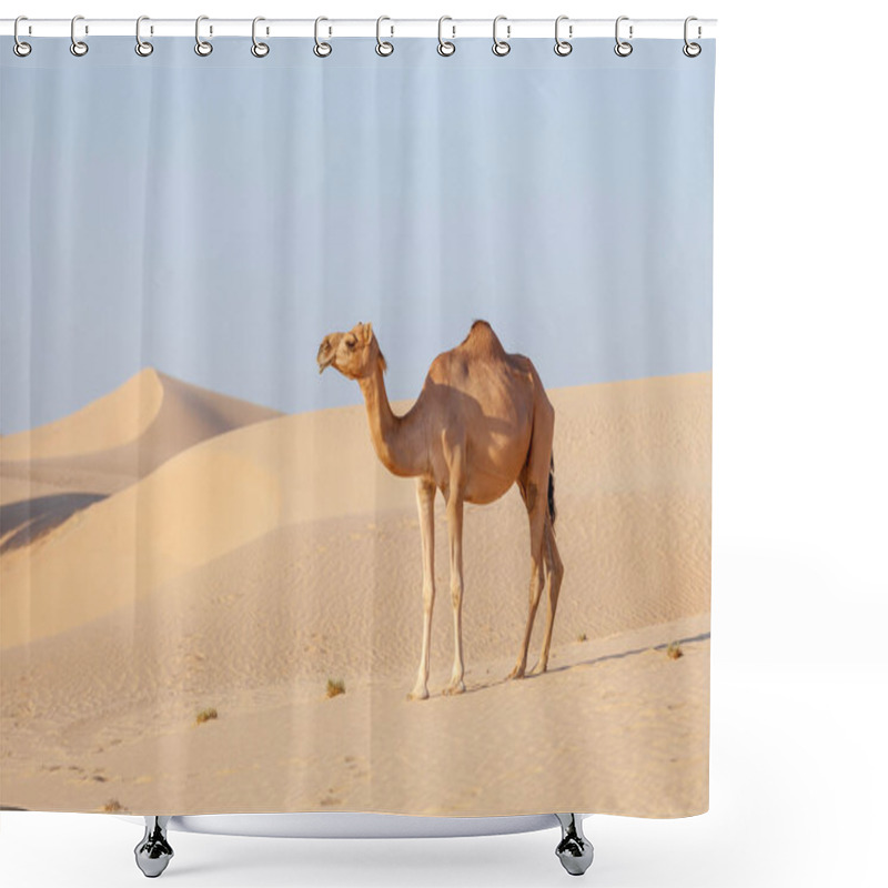 Personality  Middle Eastern Camel In A Desert In United Arab Emirates Shower Curtains