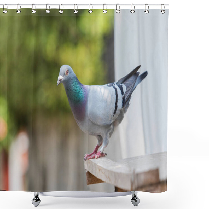 Personality  Homing Pigeon Bird Perching On Home Loft Shower Curtains