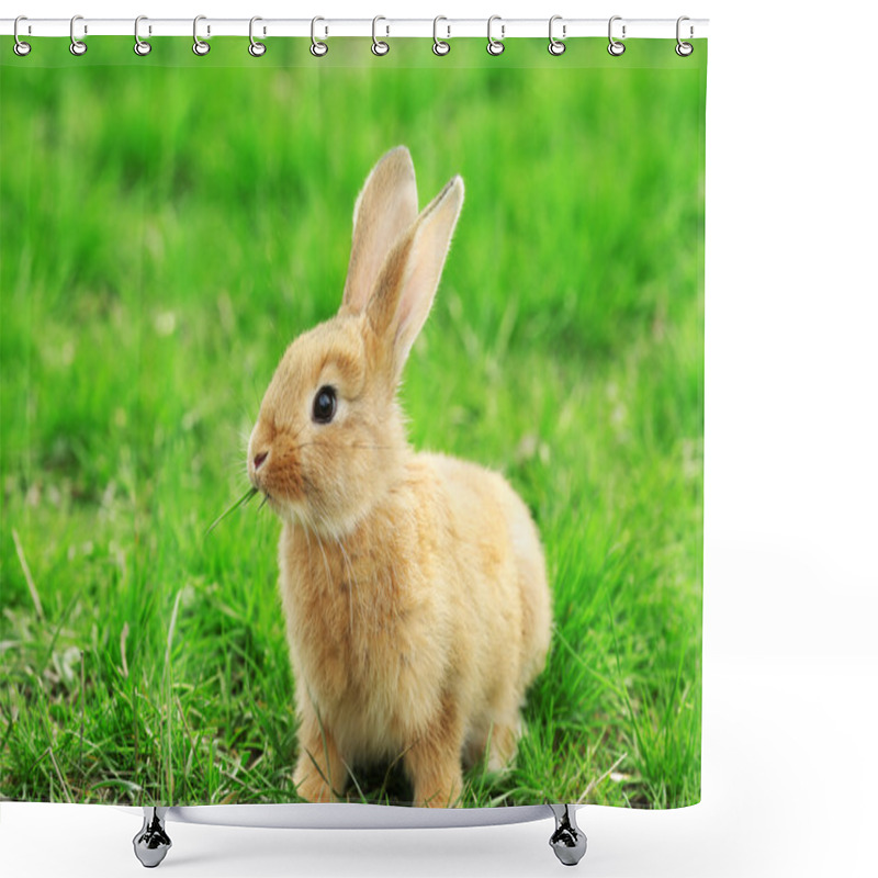 Personality  Little Rabbit In Grass Close-up Shower Curtains