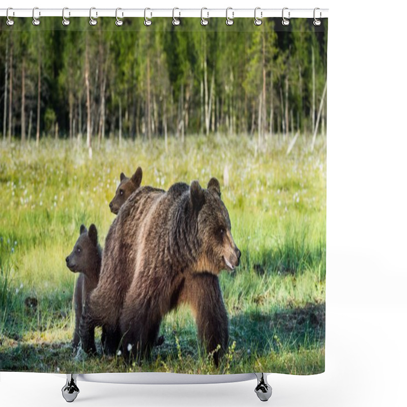 Personality  Bear Cubs Hide For A She-bear Shower Curtains