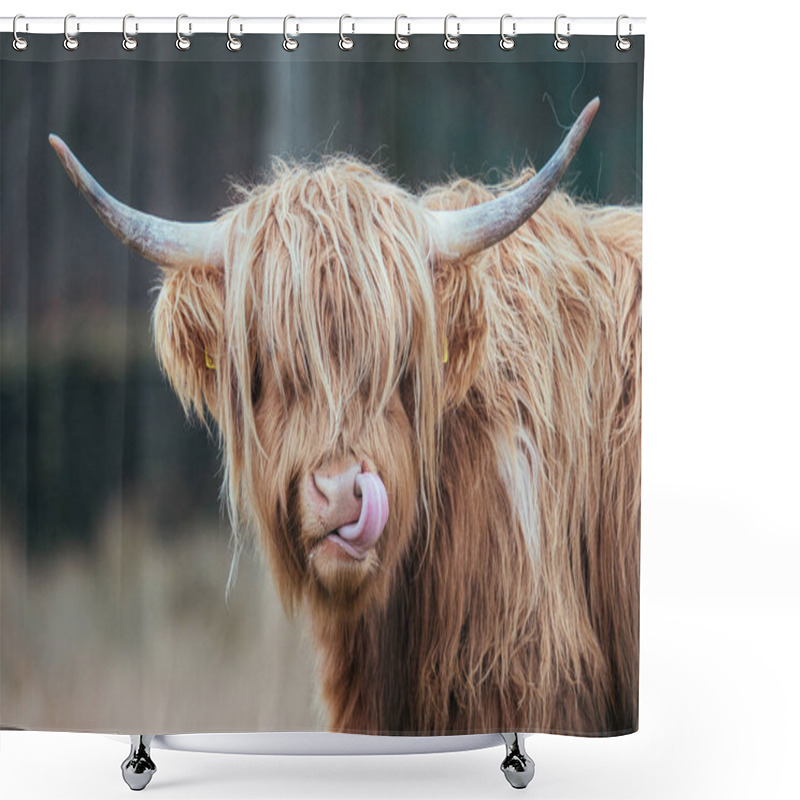 Personality  A Closeup Shot Of A Beautiful Brown Cow Shower Curtains