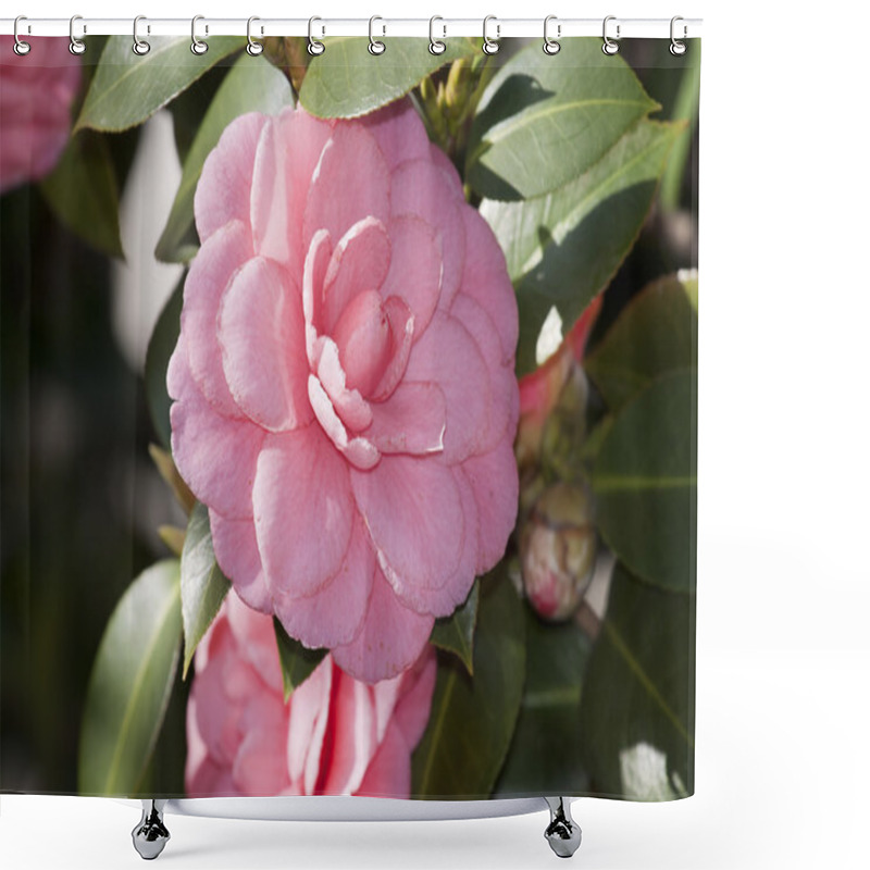 Personality  Camelia Flower Shower Curtains