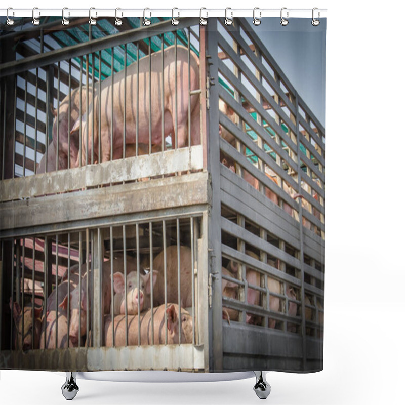 Personality  Pigs In Truck Transport  Shower Curtains