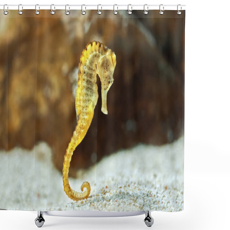 Personality  Specimen Of Long-snouted Hippocampus In The Aquarium (Hippocampus Reidi) Also Known As Thin Hippocampus Shower Curtains