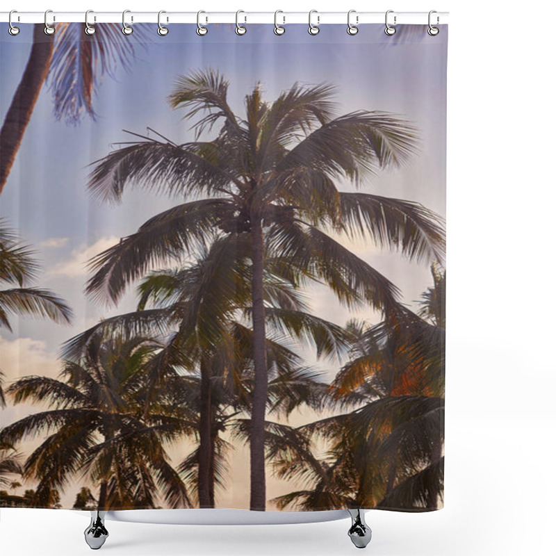 Personality  Tropical Palm Trees. Summertime Shower Curtains