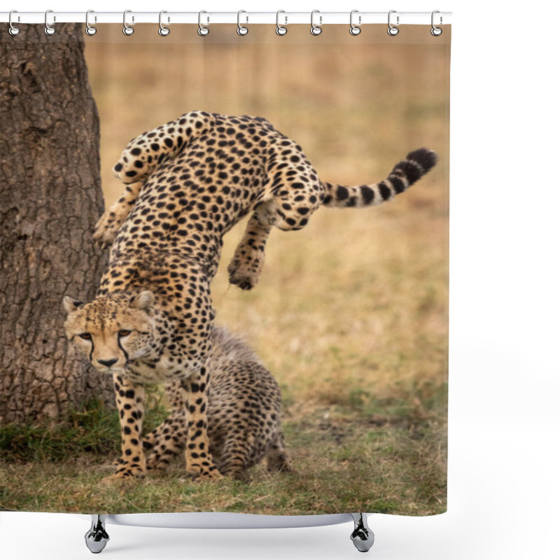 Personality  Cheetah Jumps Down From Tree Beside Cub Shower Curtains