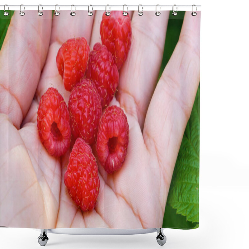 Personality  Berries Of Ripe Red Juicy Sweet Raspberries In A Womans Hand Against The Background Of Green Leaves Of A Raspberry Bush. Harvesting Raspberries In Summer. Juicy Vitamin Dessert Shower Curtains