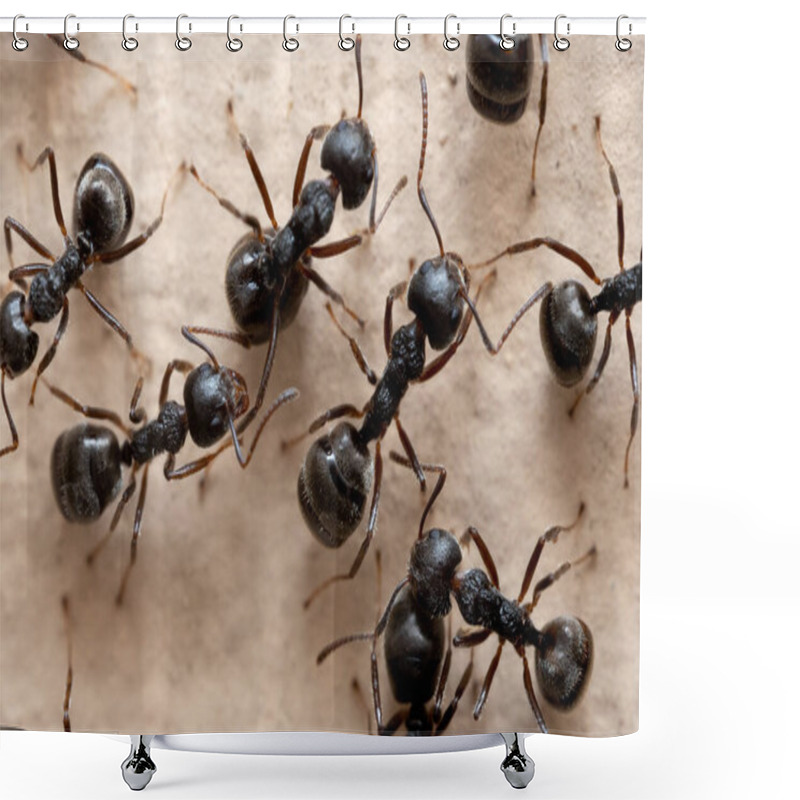 Personality  Macro Photography Of Group Of Black Ants On The Wall. Shower Curtains