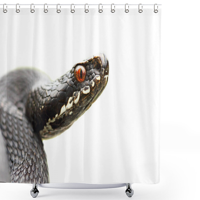 Personality  Isolated Portrait Of Black Common Viper Shower Curtains