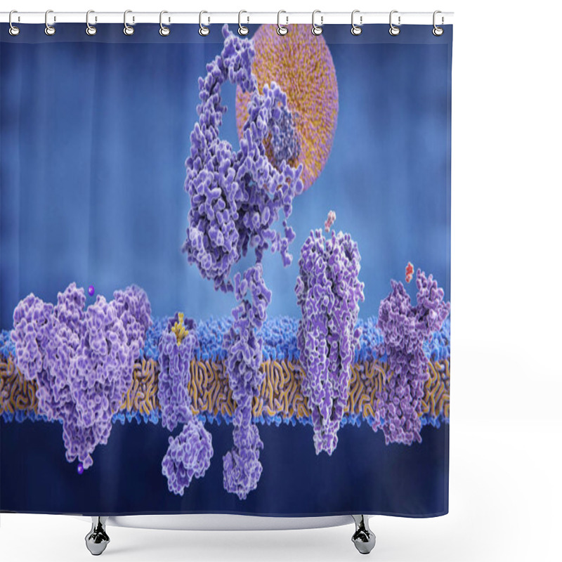 Personality  5 Membrane Proteins With Their Ligands: (left To Right) Potassium Channel, Delta-opioid Receptor, LDL Receptor, Acetylcholine Receptor, Histamine Receptor. Shower Curtains