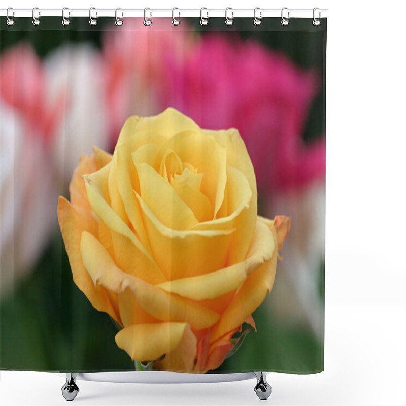 Personality  Yellow Rose Foreground Shower Curtains