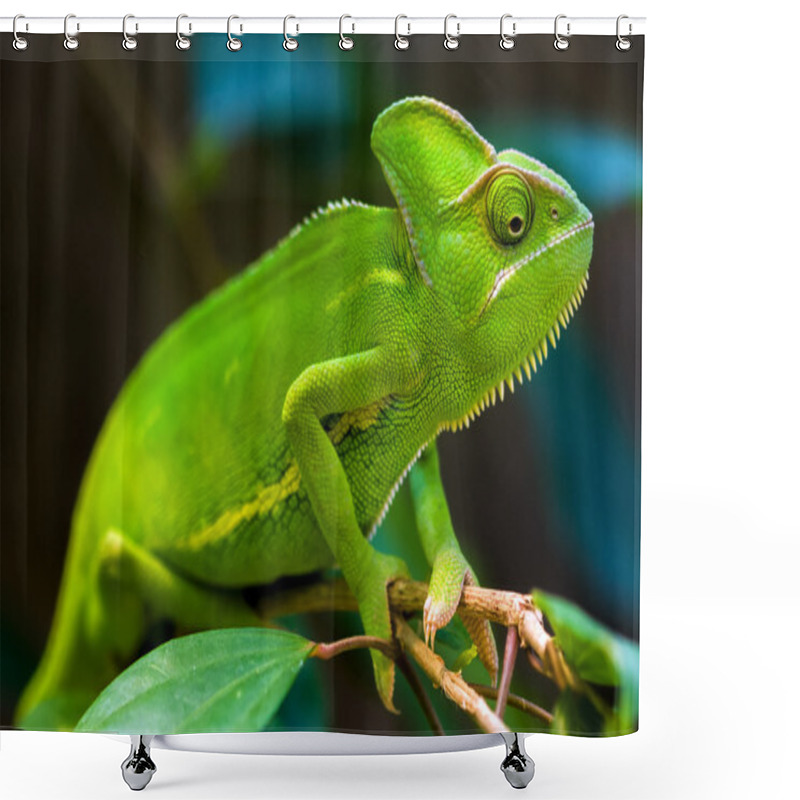 Personality  Green Chameleon Shower Curtains