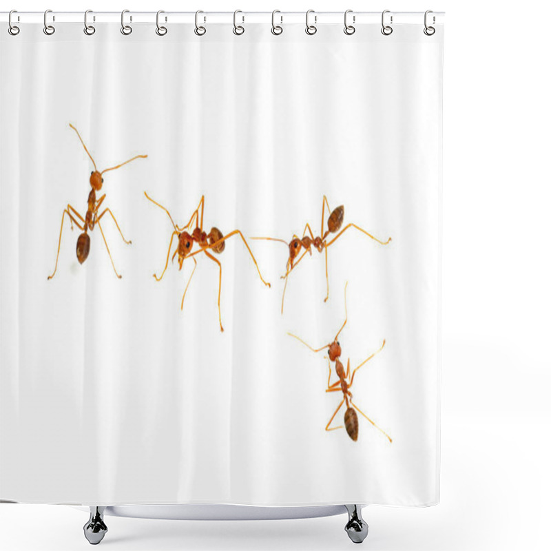 Personality  Ant Isolated On White.Formica Rufa Shower Curtains