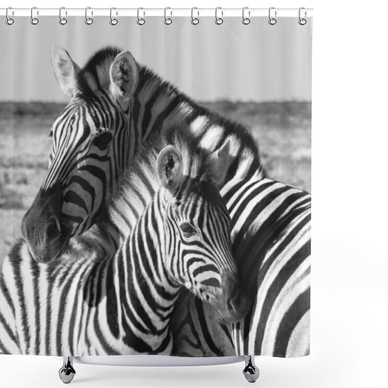 Personality  Beautiful Stripped Zebra And Calf In African Bush. Etosha Game Reserve, Namibia, Africa Safari Wildlife. Wild Animal In The Nature Habitat. This Is Africa. Shower Curtains