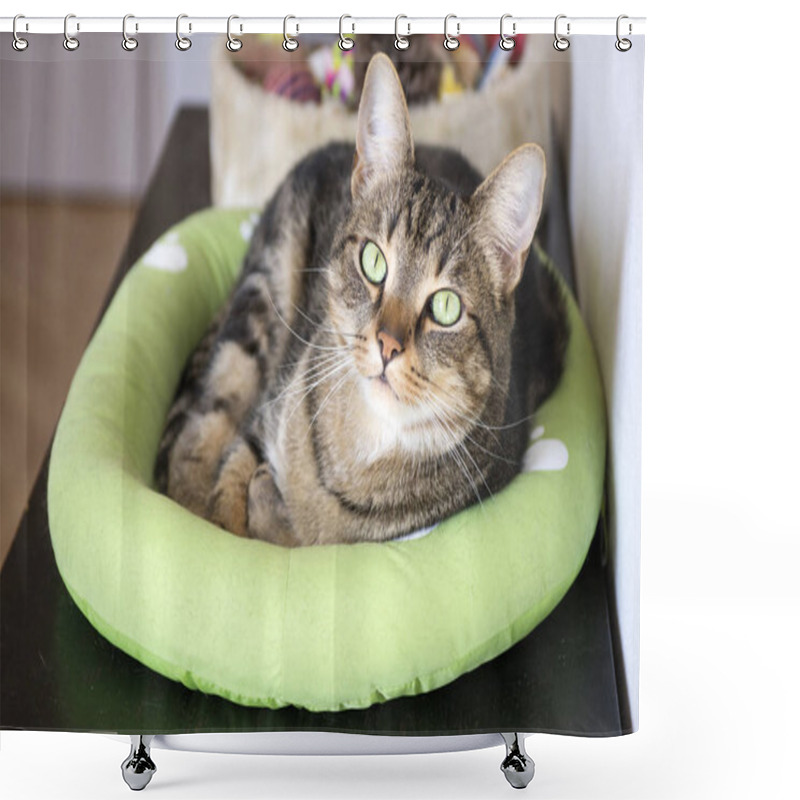 Personality  Marble Cat Relaxing In Comfortable Green Cat Bed With White Paw Prints, Beautiful Lime Eyes, Eye Contact Shower Curtains