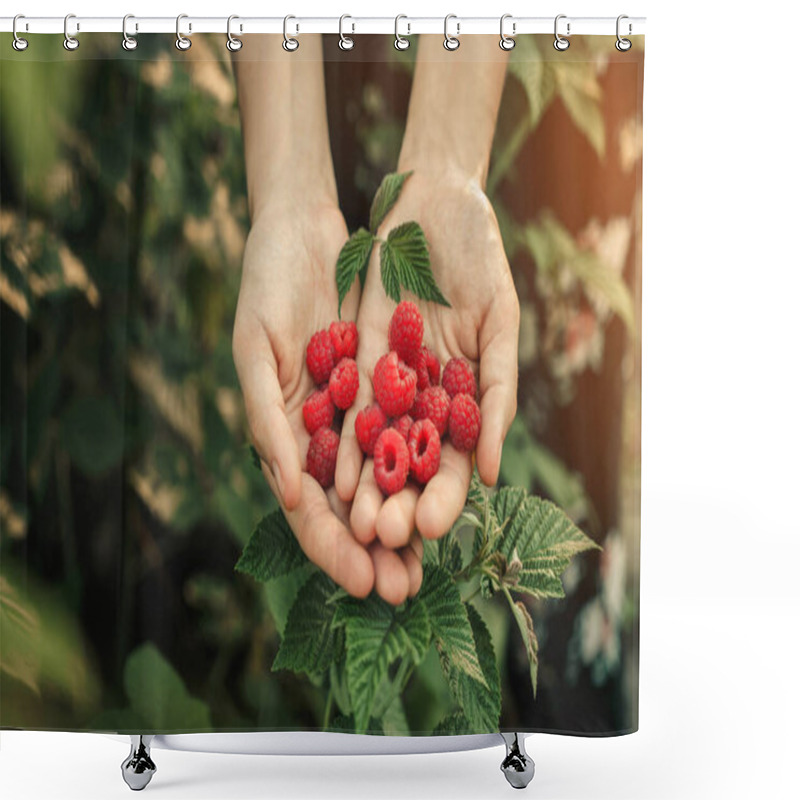 Personality  Female Hands Holding Fresh Red Raspberries On Background Branch Of Berries At Sunset. Freshly Harvest. Healthy Eating, Dieting Fruits, Toning, Close Up Shower Curtains