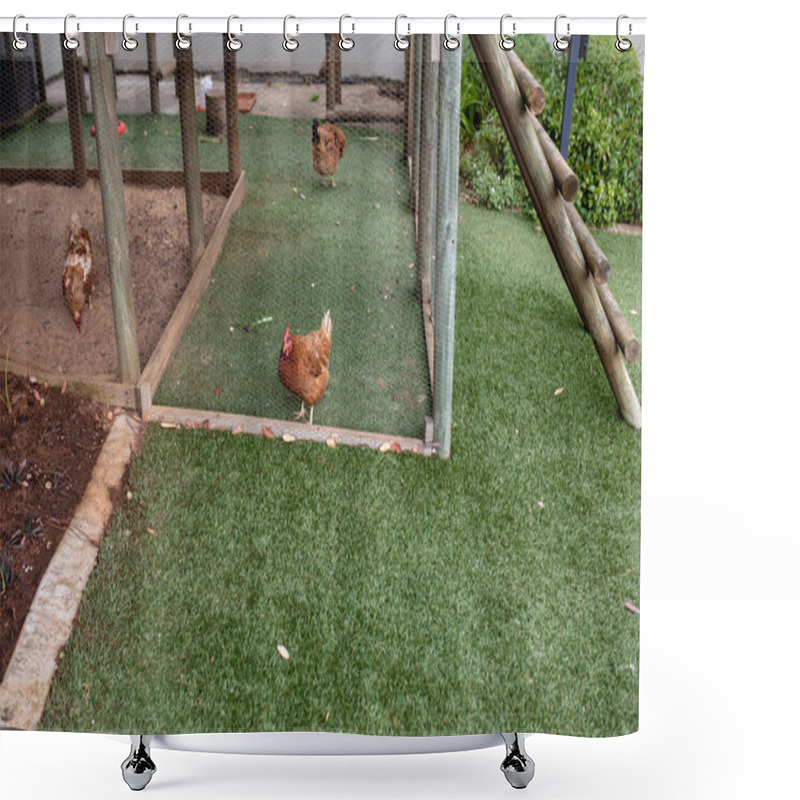 Personality  Brown Hens Inside Cage On Grass At Poultry Farm. Unaltered, Animal Husbandry And Farming Industry Concept. Shower Curtains