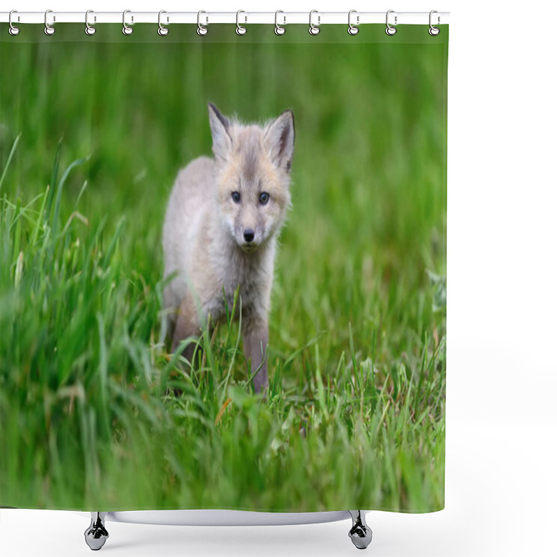 Personality  Fox Cub In Grass Shower Curtains