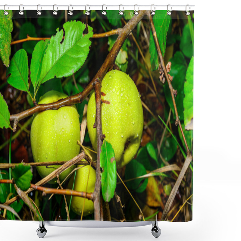 Personality  Green Fruits Japanese Quince, Maule's Quince (Chaenomeles Japonica), Flowering Quince In A Garden, Ukraine Shower Curtains