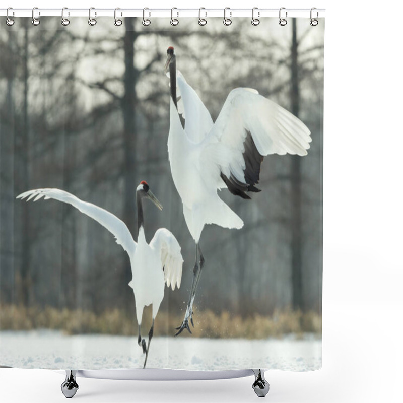 Personality  The Ritual Marriage Dance Of Cranes. The Red-crowned Cranes. Scientific Name: Grus Japonensis, Also Called The Japanese Crane Or Manchurian Crane, Is A Large East Asian Crane. Shower Curtains