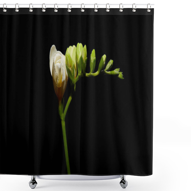 Personality  White Freesia Flower On Stem Isolated On Black Shower Curtains