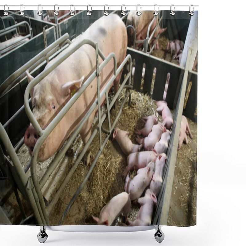 Personality  Portrait Closeup Of A Big Pig Sow Shower Curtains