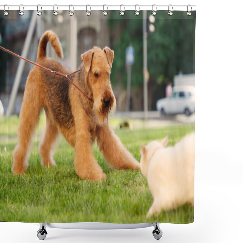 Personality  Airedale Terrier Playing With Cat On A Green Lawn Shower Curtains