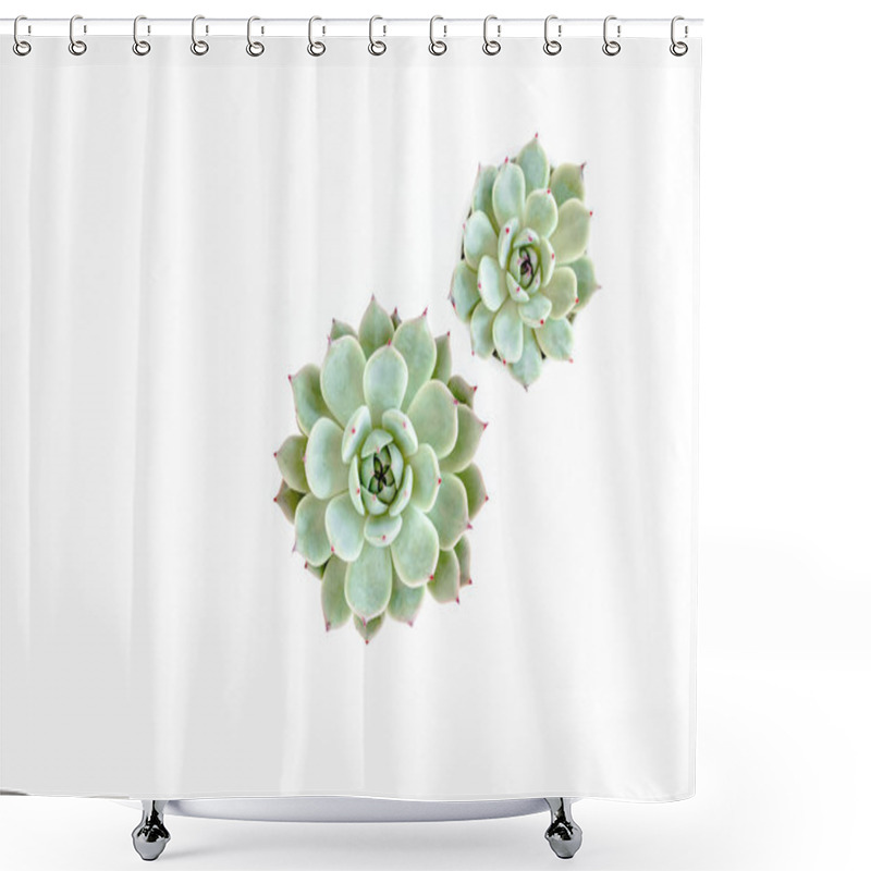 Personality  Green House Plants Potted, Succulent Plants Isolated On White Background. Flat Lay, Top View. Shower Curtains