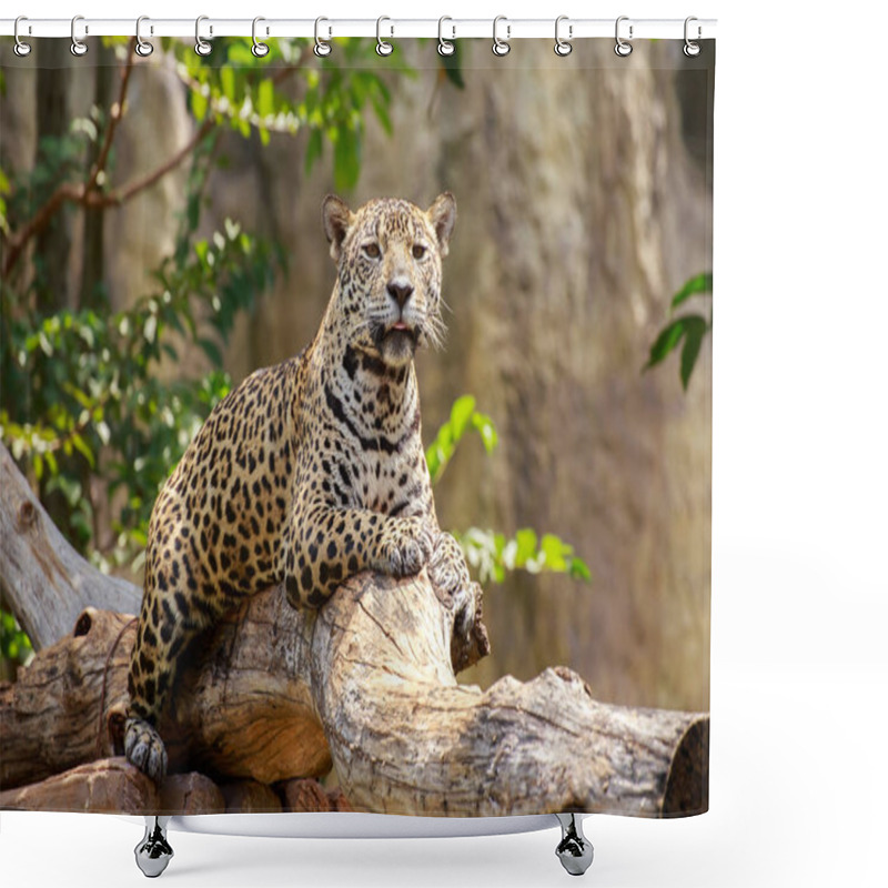 Personality  Jaguar On A Branch. Shower Curtains