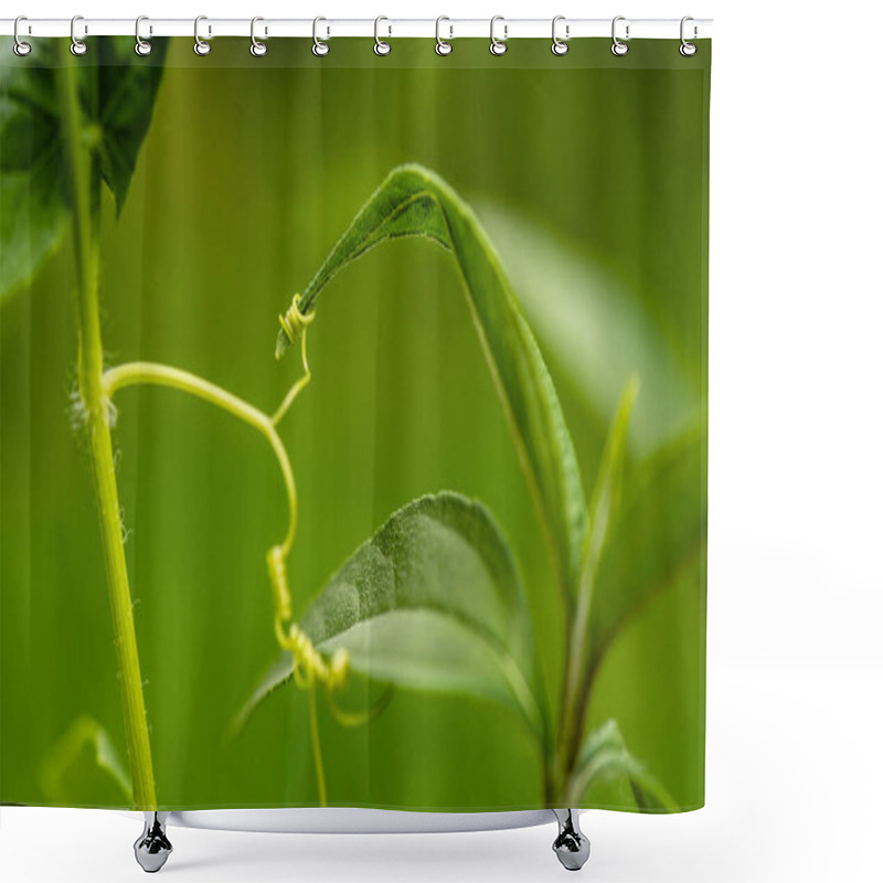 Personality  Wild Plant Echinocystis Under Natural Conditions Shower Curtains