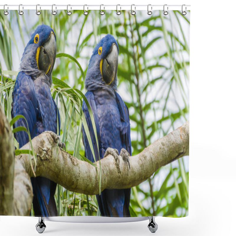 Personality  Beautiful Hyacinth Macaw (Anodorhynchus Hyacinthinus) In The Brazilian Wetland. Shower Curtains