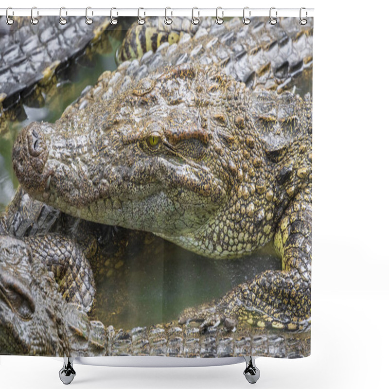 Personality  Portrait Of Many Crocodiles At The Farm In Vietnam, Asia. Shower Curtains