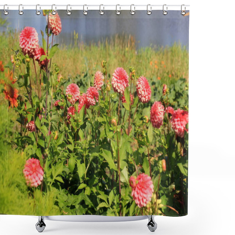 Personality  Red Asters Blooming In The Garden On A Sunny Summer Day Shower Curtains