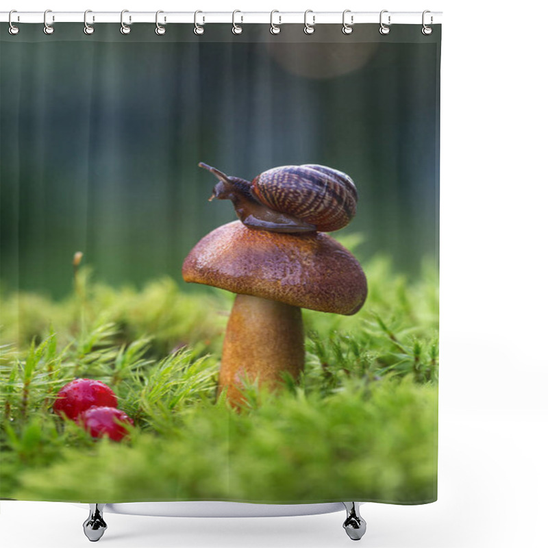 Personality  Macro Photo Of Small Brown Snail Sitting On The Hat Of Fresh Mushroom Growing In The Green Mosses. Shower Curtains