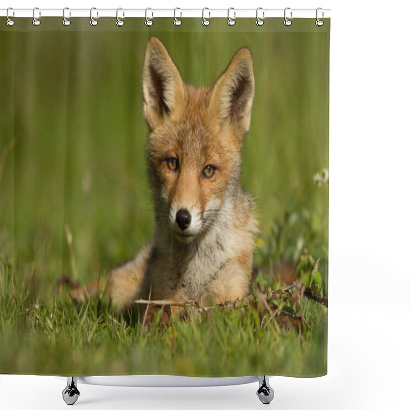 Personality  Young Red Fox Shower Curtains