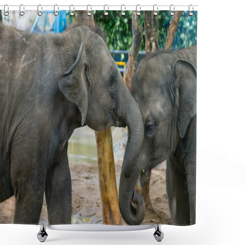 Personality  Two Baby Elephant. Shower Curtains