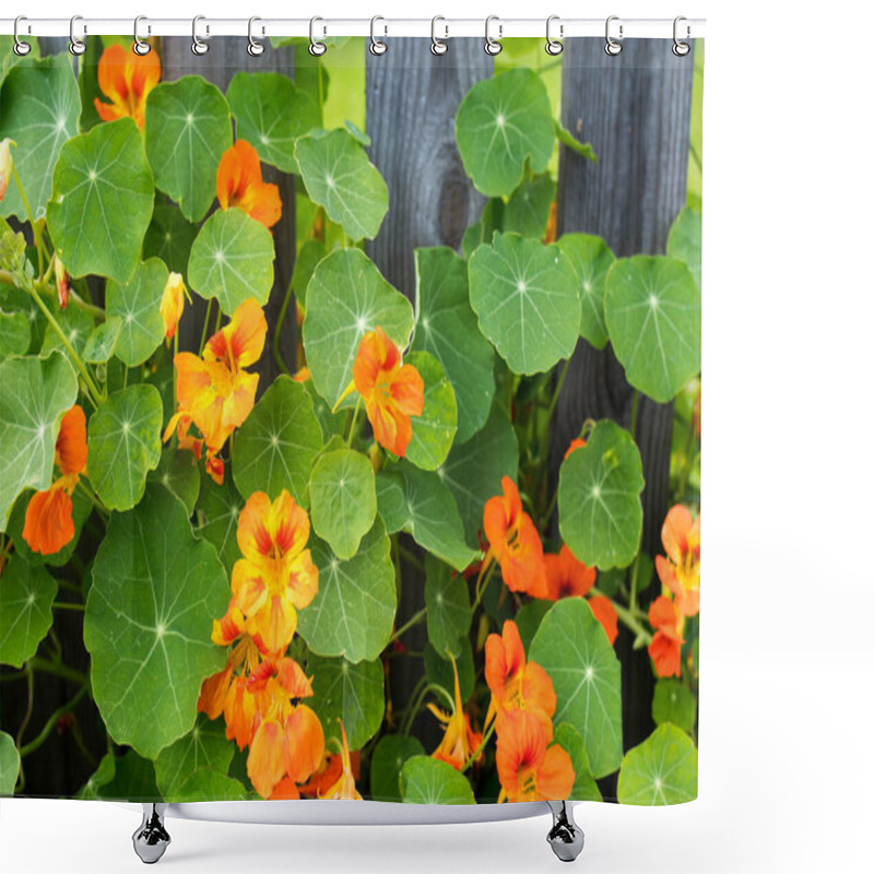 Personality  Nasturtium In Glory By A Cedar Fence In A Raised Garden, Shower Curtains