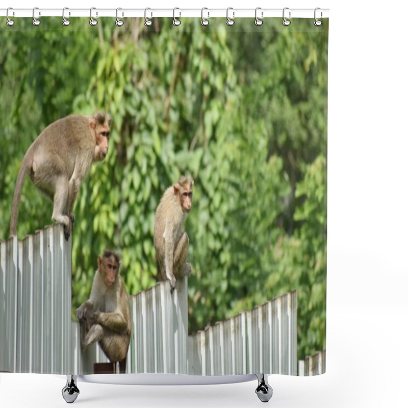 Personality  A Closeup Picture Of Many Rhesus Macaque Monkeys In Open Space In Ooty, India. Shower Curtains