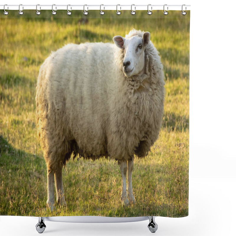 Personality  Free Sheep At Gallery Forest Near Santa Lucia River At Los Cerrillos, Canelones, Uruguay Shower Curtains