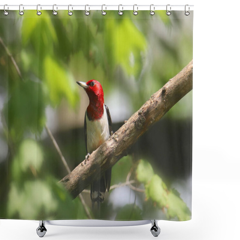 Personality  Red-headed Woodpecker (melanerpes Erythrocephalus) Shower Curtains